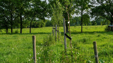 Video: Bomen vast onderdeel landbouwsysteem bij biologische melkveehouder van Zandbrink - Melkvee