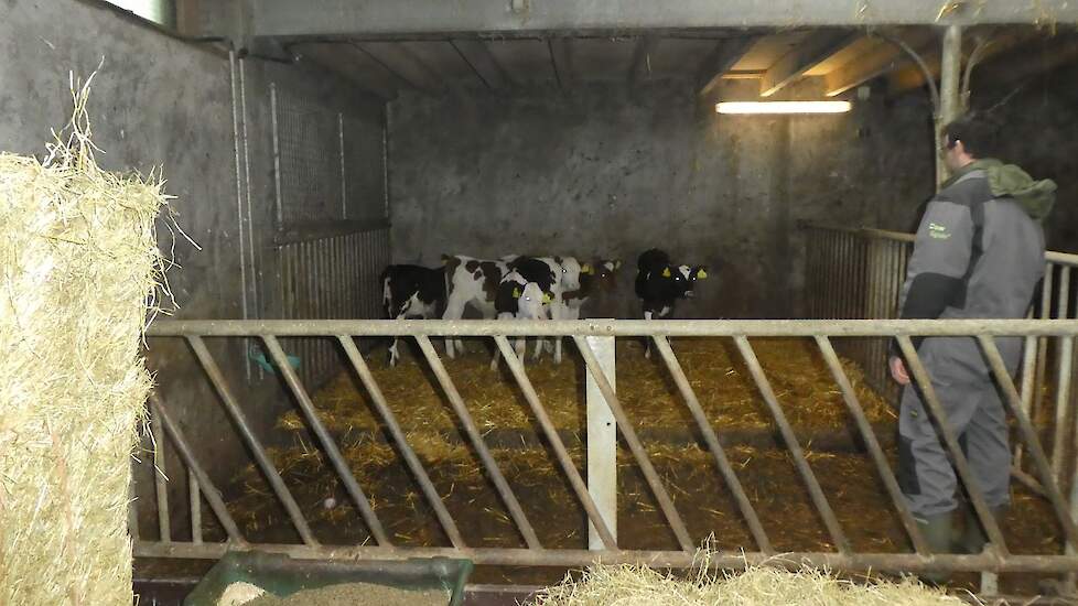 Wiebelen: Om de dieren te laten wennen aan hun aanwezigheid en om duidelijk te maken dat er wat gaat gebeuren begint de veehouder eerst te wiebelen.