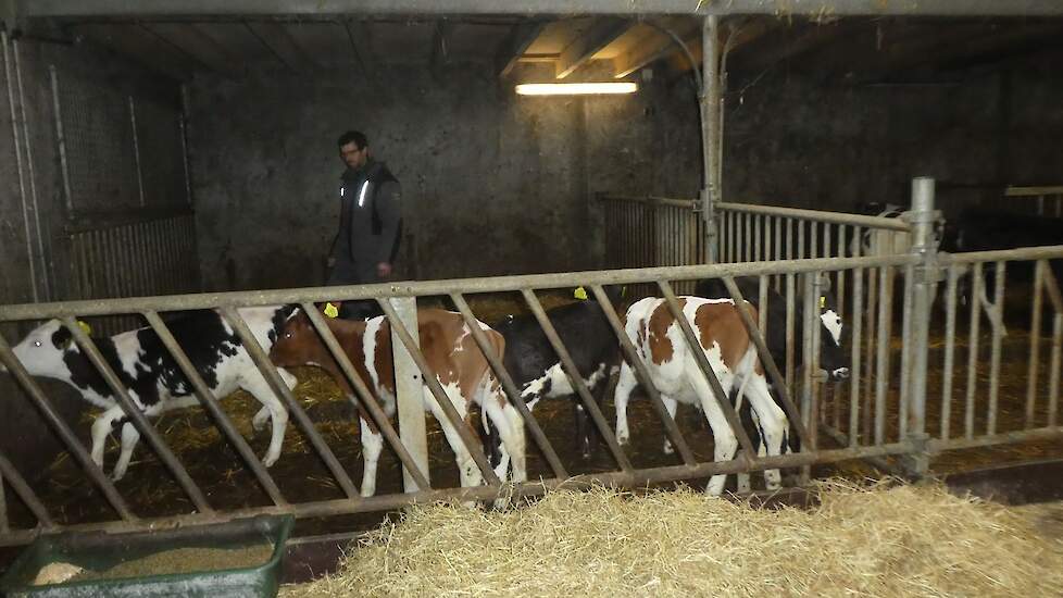 Tijdens het lopen van de zigzag passeert de veehouder steeds de drukzone van de koe, waardoor hij de koe in beweging houdt. Loopt de veehouder naar rechts dan loopt hij net zo lang door tot de laatste koe van de kudde haar kop draait naar links en vervolg