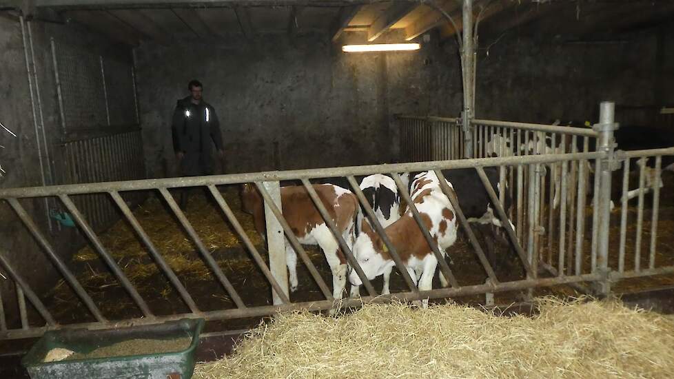 Ten slotte doet de veehouder een stapje terug om de kalveren te belonen voor hun gedrag. Hij blijft nog wel even wiebelen zodat de dieren kunnen zien waar hij staat.