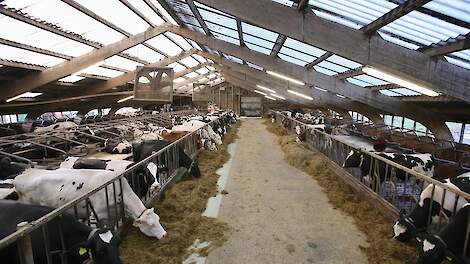 De ligboxenstal van 1975 werd afgelopen jaar voorzien van lichtdoorlatende zonwerende dakplaten. Het levert een ‘bak’ licht op in de stal.