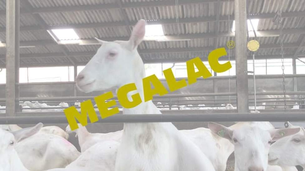 Megalac-melkgeiten