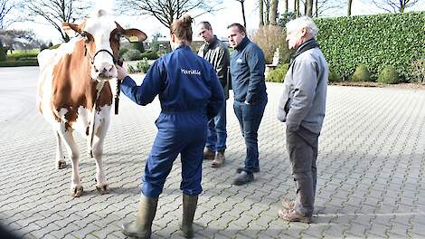De vakjury tijdens de rondgang door Nederland. Hier bekijken ze Toosje 724 van de familie Lenferink in Almelo. De koe maakte met haar imposante verschijning veel indruk op de jury en wist door te dringen tot de finaleronde van de Beste Boerenkoeverkiezing