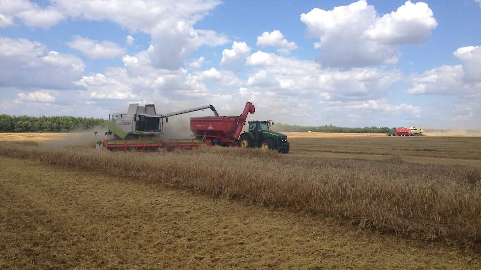 Graanoogst in Rusland.