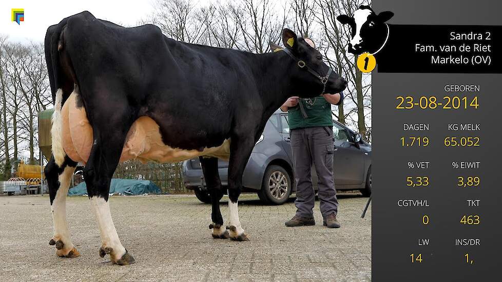 Sandra 2 van de familie Van de Riet uit Markelo (OV) - cat. jong - Beste Boerenkoe 2022
Hoewel Henk Jan zijn koe Sandra 1 noemt, gaat het in deze verkiezing en op deze video echt over Sandra 2.