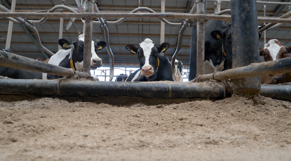 Boxen automatisch instrooien met buizensysteem