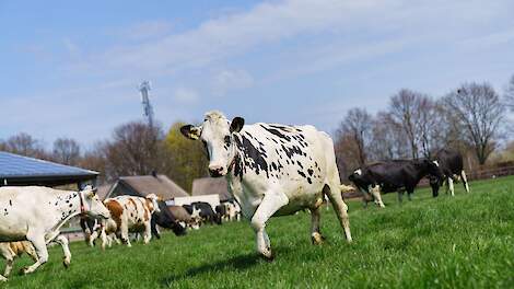 Vorig jaar gingen de koeien op de tweede zondag van april voor het eerst naar buiten, onder toeziend oog van een beperkt aantal toeschouwers vanwege corona.
