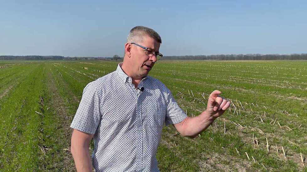 Een goede voorbereiding van de maisteelt: vanggewas inwerken en bemestingsplan maken | LG Seeds
