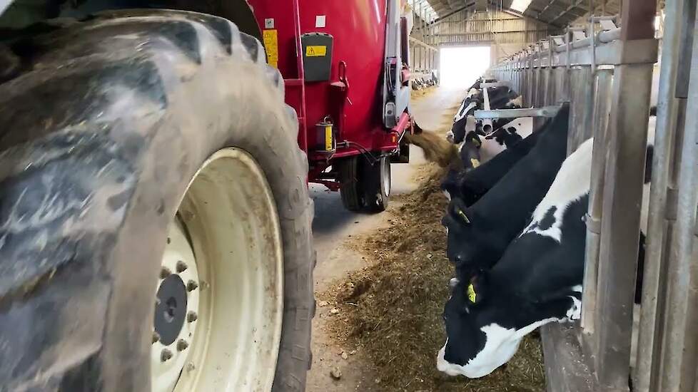 Voederbieten mooie voeraanvulling van eigen land - De ervaring van melkveehouder Lemans