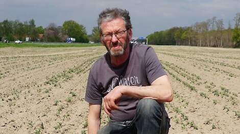 DSV Zaden › Witte lupinen in een melkveerantsoen - Melkvee
