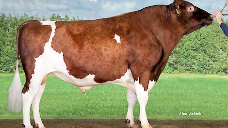 Delta Potter P is met een fokwaarde van 112 de hoogst scorende stier in de tabel voor het aangepaste kenmerk laatrijpheid. De NVO berekent het kenmerk niet langer als de stijging of daling van de productie-index van de eerste naar de derde lactatie, maar