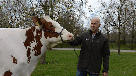 Willem Scholten met Rubels-Red dochter K&amp;L OH Sunlight