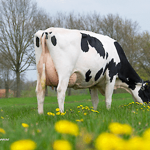 OH DG Rubellia, de moeder van Rubels-Red