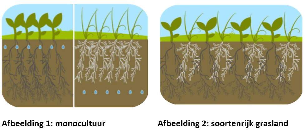 monocultuur versus soortenrijk