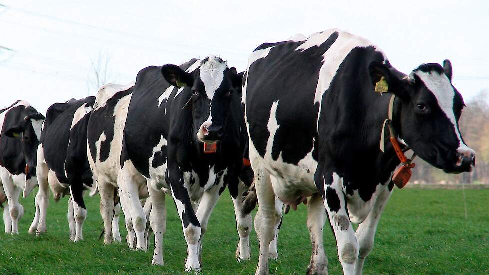 Diamond V voeren naast vers gras