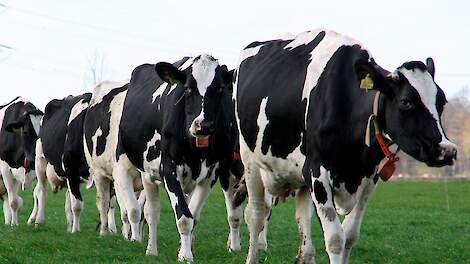 Diamond V voeren naast vers gras
