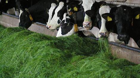 Bijvoeding op stal met andere voedermiddelen dan vers gras of maïs kan de werking van de pens verstoren en leiden tot pensverzuring. Iets dat bij vers gras bijna nooit voorkomt.