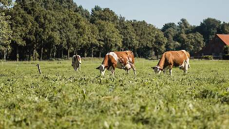 Het advies is om bij weidegang de kruiden niet tot op de grond toe kaal te laten vreten, omdat daarna de concurrentie met het gras te groot wordt.