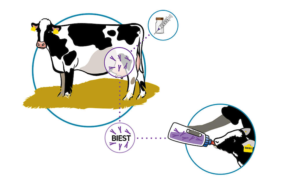 Figuur 2: Bescherming door middel van vaccinatie