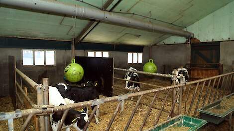 De buisventilator zorgt voor een continue aanvoer van frisse lucht in alle hoeken van de stal. Schadelijke bacteriën krijgen hierdoor geen kans zich te nestelen.