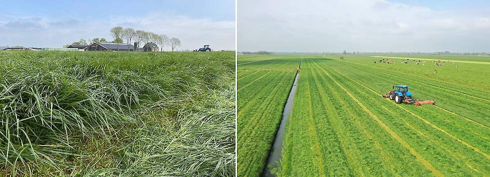 Afbeelding: het hoogproductieve grasmengsel HAVERA 1 is geschikt voor beweiden en maaien en levert veel, smakelijk gras met een hoge benutting door de koe.
