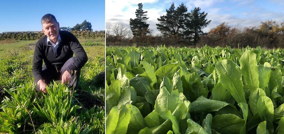 Brent Stirling van Cropmark: 'Efficiënte melkproductie door goed verteerbare smalle weegbree'