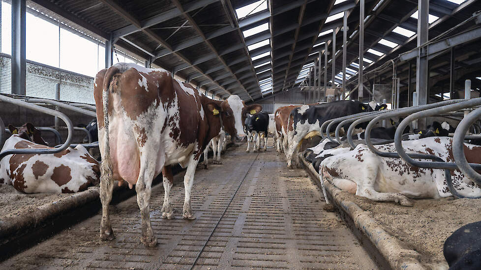 De veestapel is van oorsprong MRIJ. Tegenwoordig lopen er zowel roodbonte als zwartbonte koeien.