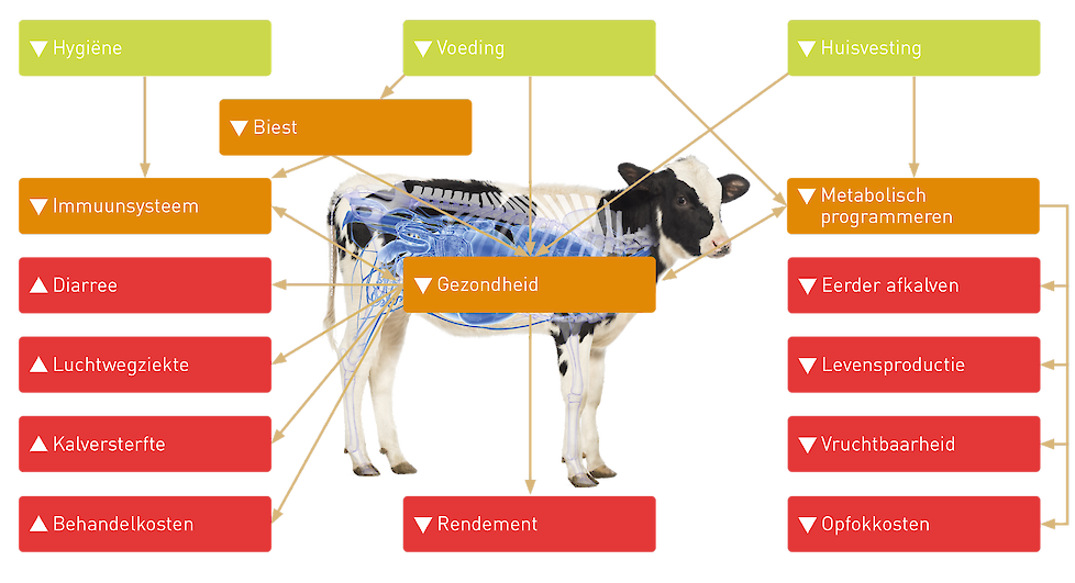 ∆ = toenemend/positief effect  ∇= afnemend/negatief effect.  De belangrijke thema’s rondom de kalveropfok en de relatie die ze tot elkaar hebben.