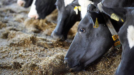 emulsie voor de hand liggend Naleving van AgruniekRijnvallei › In 3 stappen je actuele ruwvoerpositie in beeld |  Melkvee.nl - Nieuws en kennis voor de melkveehouder