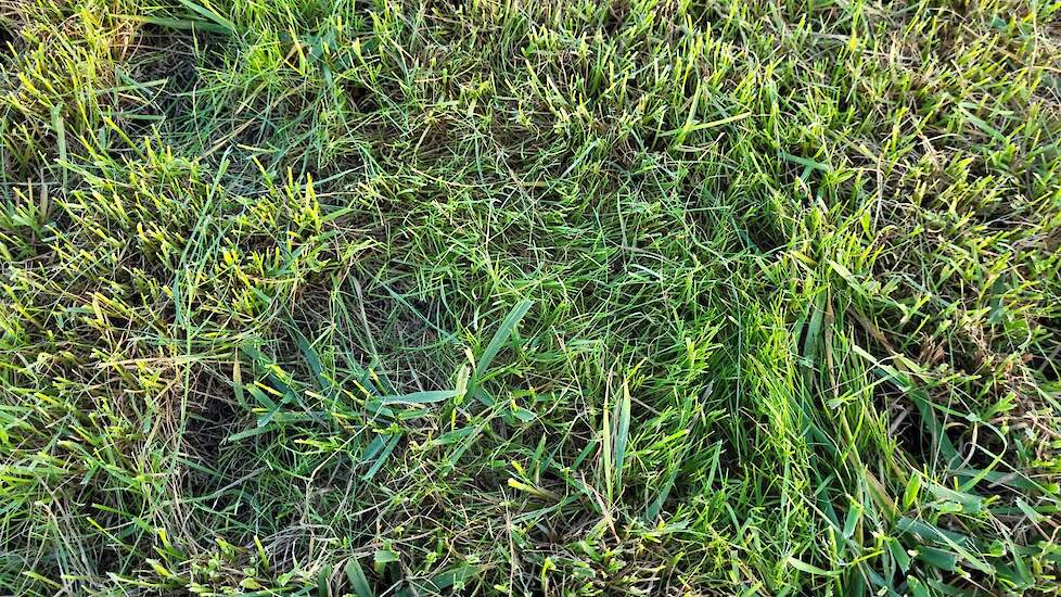 Goede en slechte grassen: het dunne gras is ruwbeemd