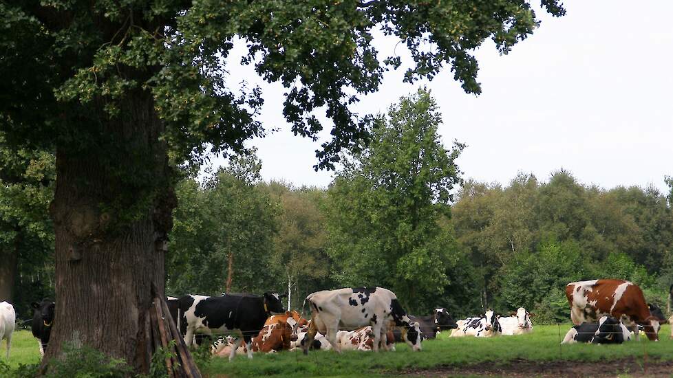 Foto ter illustratie.