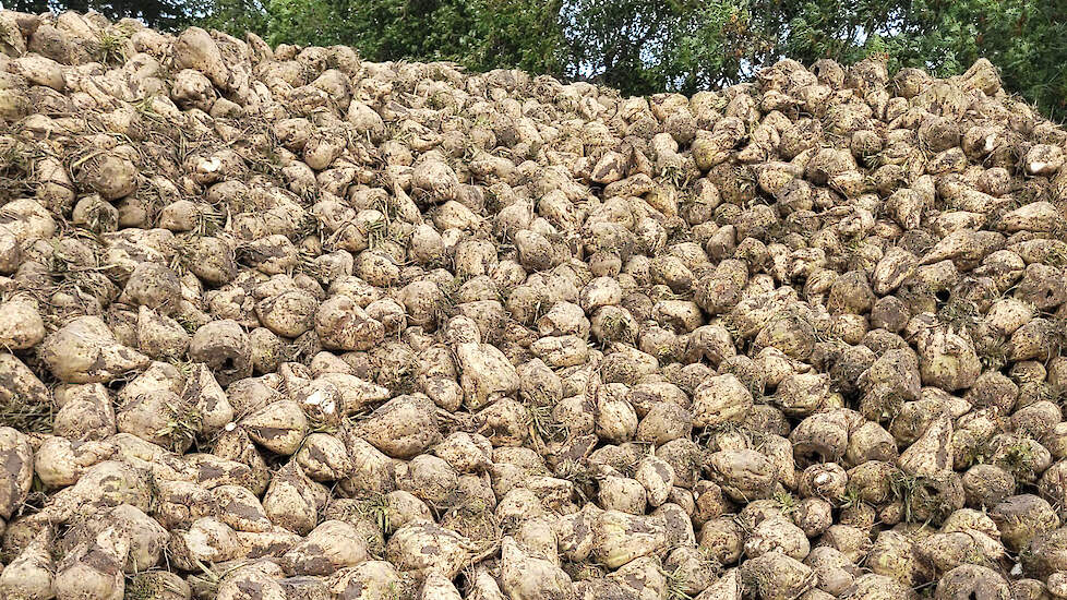 ‘‘Met bio voederbieten kun je tegen een stabiele prijs vet- en eiwitgehaltes in melk flink verhogen.’’