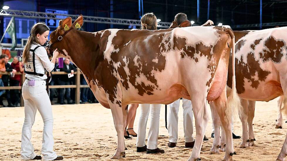 De zeer grote Rubensposyred 18 van de familie Van Dijk uit Giessenburg bezette de tweede plaats in deze rubriek. De Attico-dochter blonk niet uit in breedtematen, maar had wel de beste uier in de rubriek.