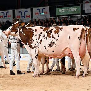 De derde plek in deze rubriek was voor Barendonk Massia 7273. De Agent-dochter van de familie Hermanussen uit Beers heeft ook al een lange showcarrière en was al eens NRM-kampioene. De best ontwikkelde, diepe koe heeft een mooi type en beste benen.