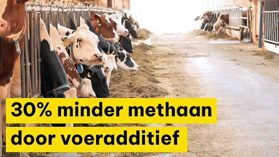 30% minder methaanuitstoot door voeradditief