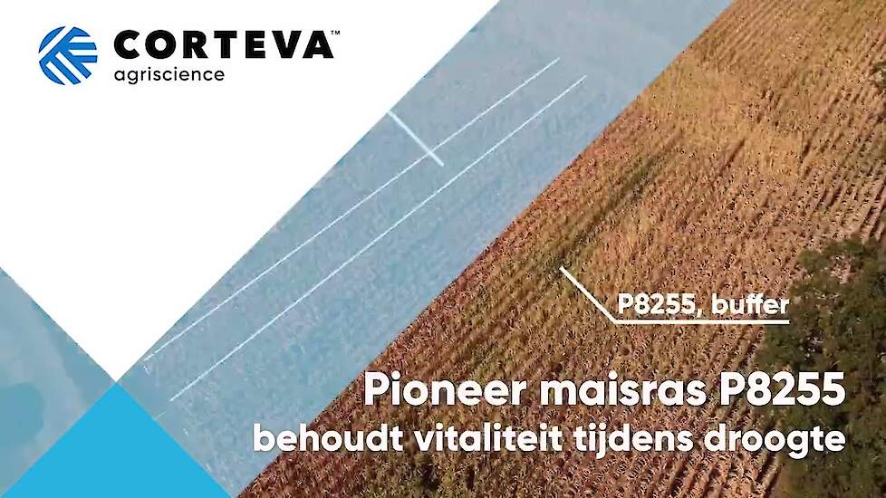 Pioneer Maisras P8255 toont langer behoud van vitaliteit bij droogte