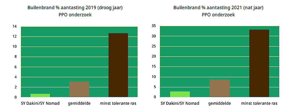 % Aantasting builenbrand in zowel een vroeg- als een nat jaar. POWERCELL rassen blijken zeer goed resitent te zijn tegen builenbrand en kopbrand
