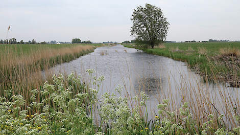 Bufferstroken zijn een maatregel om de belasting van oppervlaktewater met nutriënten en gewasbeschermingsmiddelen te verlagen. Maar hoe effectief zijn de randen in de praktijk?