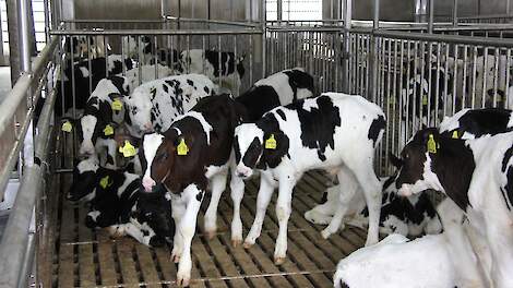 Tredici progetti pilota ai blocchi di partenza per migliorare la salute nell’allevamento dei vitelli |  Dairy.nl