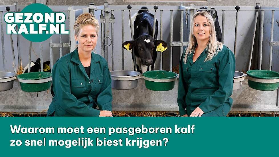 Waarom moet een pasgeboren kalf zo snel mogelijk biest krijgen?