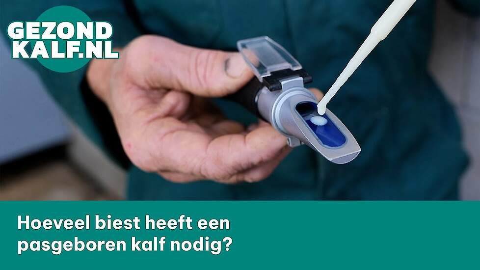 Hoeveel biest heeft een pasgeboren kalf nodig?