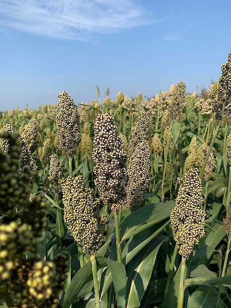 DSV sorghum