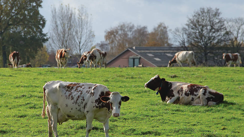 Een boer kan dit jaar nog een activiteit als ‘verlengde weidegang’ voor de ecoregelingen aanmelden, ook al weet hij niet of hij dat kan halen.