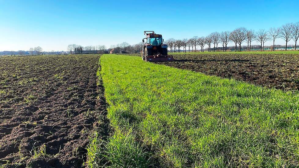 Vanggewas op tijd aanpakken om stikstof te benutten | LG Seeds