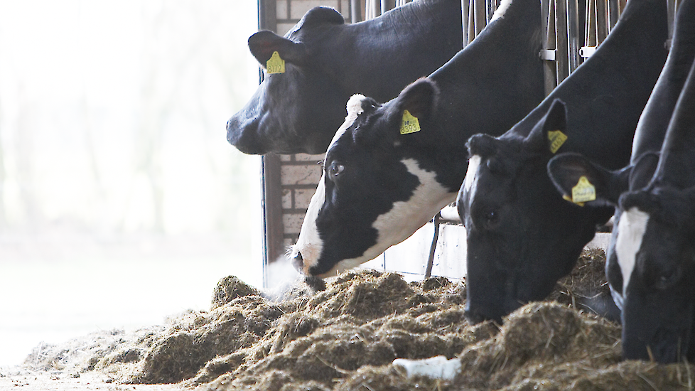 Holstein-Friesian koeien vretend aan het voerhek