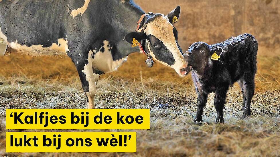 'Kalfjes bij de koe lukt bij ons wel!'