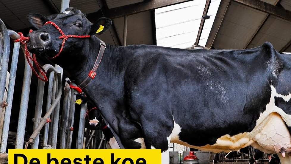 Video: Champions League Veebeoordelen; zo ziet een functionele melkkoe eruit