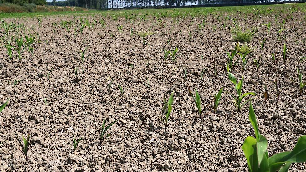 De opkomst in dit grof zaaibed is zeer wisselend