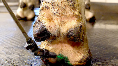 Intracare - Hoofspray Closeup