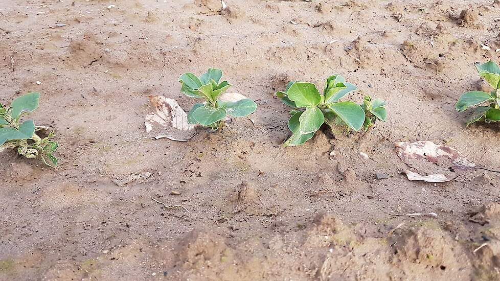 12 maart: De veldbonen zijn op 11 november gezaaid, een maandje later kwamen de eerste plantjes boven.